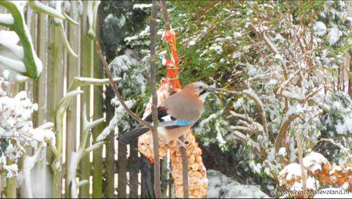 Flevoland - Zondag even sneeuw in Flevoland, hier ligt straks de dikste laag