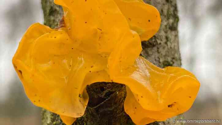 Een insect dat lijkt op een drone en gele gelei op een tak, Frans legt uit
