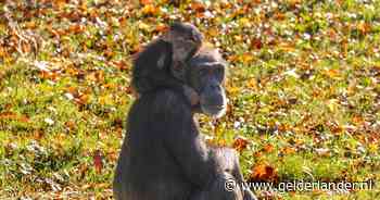 Chimpansees in Burgers’ Zoo aten in 2024 géén bananen (maar dit wel)