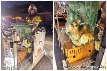 Brandweer zet nieuwe jaar in met aloude klassieker: bange kat van dak gered