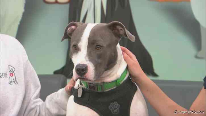 3-year-old Molly needs a forever home