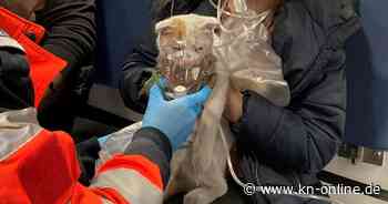 Katze wird nach Brand in Wiener Wohnhaus mit Sauerstoffmaske behandelt