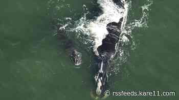 Endangered right whales make rare appearance with newborns near Ponte Vedra Beach