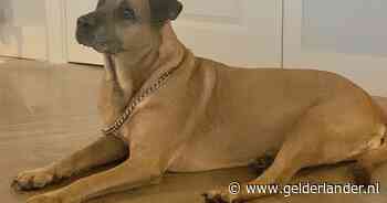 Deze hond werd door een hardloper gevonden, vastgebonden aan een boom: ‘Zoiets doe je toch niet’