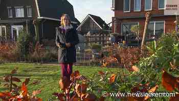 Het gaat slecht met bijen in Nederland, zo kan jouw tuin het verschil maken
