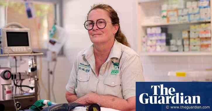 ‘I sort of fell apart’: black summer bushfires’ toll on the vets and carers helping Australian wildlife