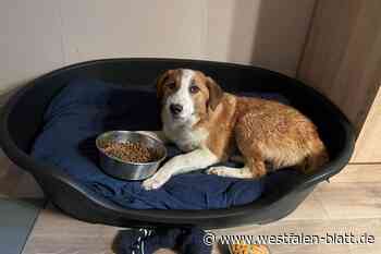 Tagelange Suche nach Luna und Bombay