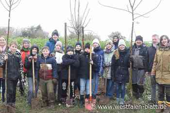 Praktischer Artenschutz: Steinheimer Schüler pflanzen Bäume