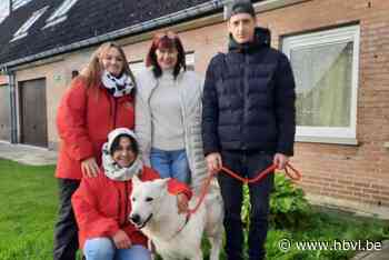 Herdershond die vluchtte voor vuurwerk teruggevonden: “Hij kon niet meer lopen”