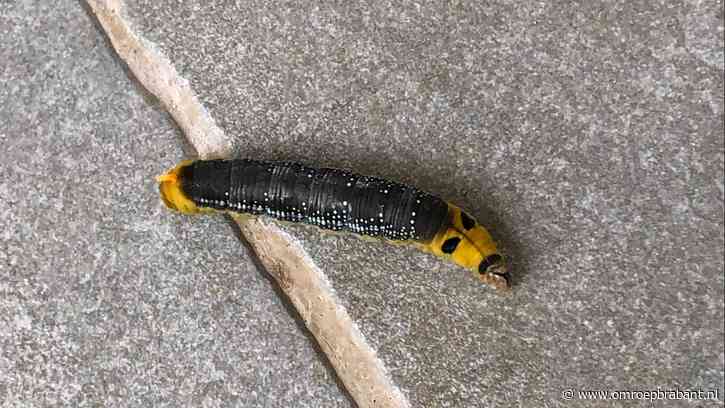 Frans weet wel van welke vlinder deze bijzondere rups is