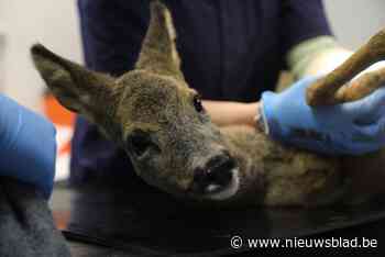 Ree dat gewond raakte op oudejaar loopt weer rond in Limburgse bossen