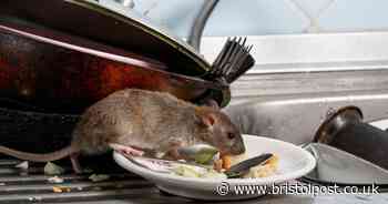 Keep rats and mice out of your home this winter with simple £2 solution