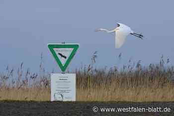 Immer mehr Silberreiher überwintern in der Dümmerregion