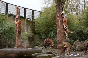 Allwetterzoo gibt Tigern eine Perspektive