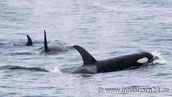 Norwegisches Segelboot vor Portugal von Orcas beschädigt