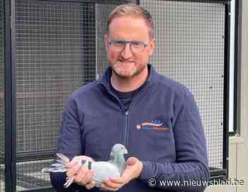 Angst bij duivenliefhebbers voor dievenbende: “Duizenden euro’s om hokken te beschermen”