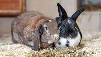 „Sie hat hier ihre große Liebe gefunden“: Kaninchen-Paar sucht endlich gemeinsames Zuhause
