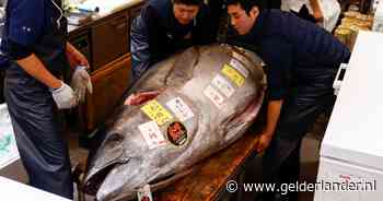 Japanse restaurantbaas legt dik 1,2 miljoen euro neer voor mega-tonijn