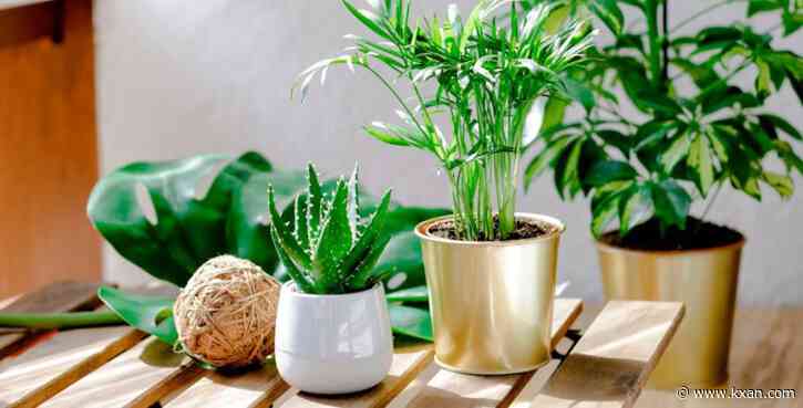 How to protect your plants during freezing weather