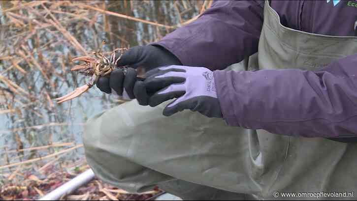 Flevoland - Waterschap heeft succes met aanpak rivierkreeften