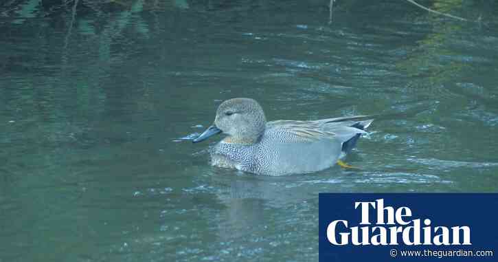 Country diary: Gadding about on the river | Nic Wilson