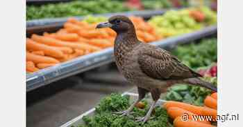 Virale video bewijst dat vogels groenten pikken in Walmart