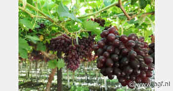 "Omgeslagen druivenmarkt geeft neerwaartse prijsdruk"