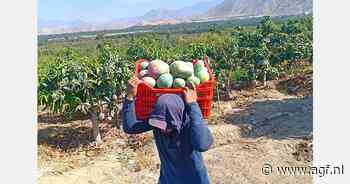 "Slechtste mangoseizoen in de geschiedenis van Peru"
