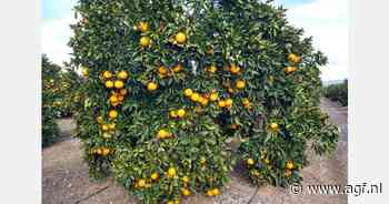 "Kleine maten maken sinaasappelverkoop moeilijker dan verwacht"
