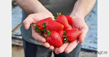 Terug- en vooruitblik Inspire-aardbeien op Aardbeiendag