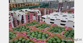 Zware regenval in Israël vertraagt avocado-oogst