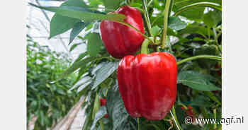 "Er komen lastige weken aan voor de paprika's"