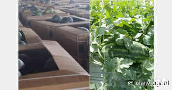 Binnenkort Senegalese watermeloenen op de markt