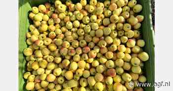 "In sommige promoweken zagen we het dubbele aan bestellingen dan voorzien"