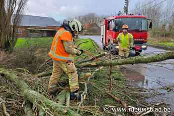 Bomen bezwijken onder hevige windstoten van storm Floriane