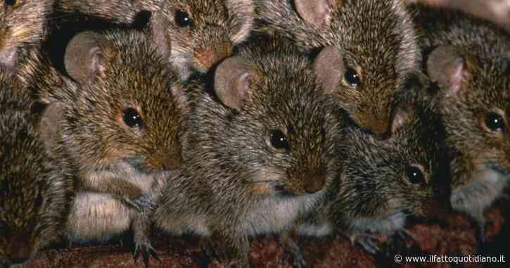 Scoperto un topo fritto nella cucina di un ristorante da asporto: allarme igiene lanciato dagli ispettori sanitari