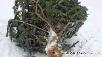 County tree and waste collection after the holidays