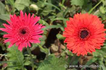 Hoogheemraadschap van Rijnland biedt gast alleen nog biologisch geteeld boeketje aan