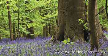 Watford tops 'England's best conservation hotspots' rankings