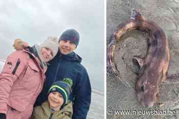 Uitzonderlijk: hondshaai spoelt aan in De Haan, maar familie kan hem weer in zee duwen: “hij was niet zo lief als het eruitzag”