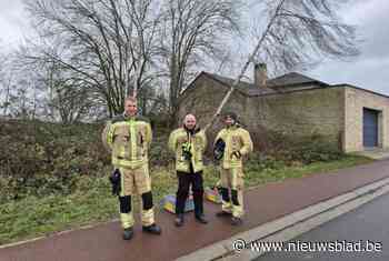 Brandweer kapt boom die dreigde te vallen