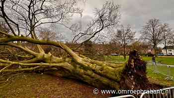 Stormschade in Brabant: bomen gaan om en isolatiemateriaal krijgt vleugels