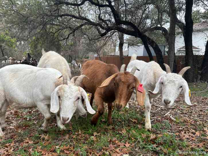How goats are reducing wildfire risk in Travis County