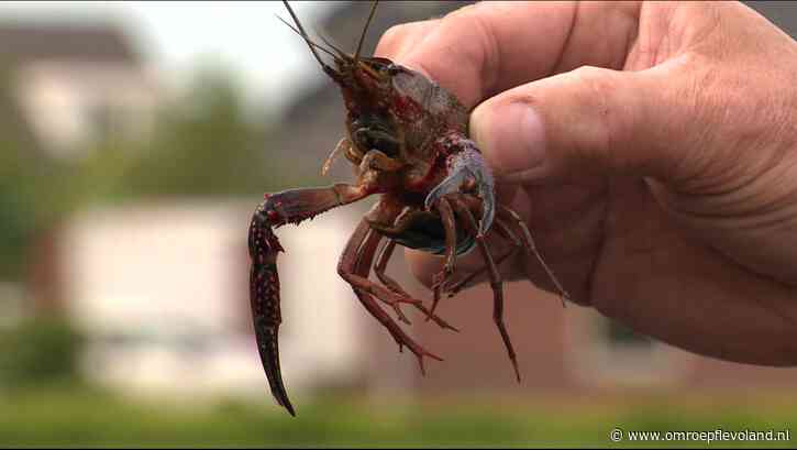 Flevoland - Nieuwsoverzicht 06/01 |  Waterschap vangt rivierkreeften • Plan voor kerstmarkt in Almere