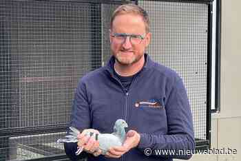 Angst bij duivenliefhebbers voor dievenbende: “Duizenden euro’s om hokken te beschermen”