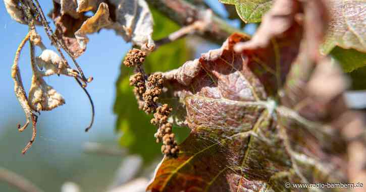 Frostschäden beim Wein – fast 500 Anträge auf Zuschuss