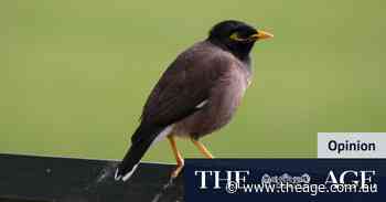 Pest birds have taken over my garden – I get why people are fighting back