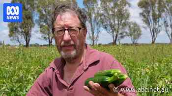 Fed-up farmer quits industry over supermarket price discrepancy