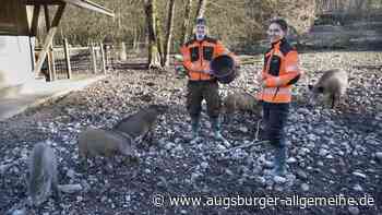Was zwei junge Menschen in ihrem Freiwilligen Ökologischen Jahr beim Städtischen Forstamt erleben