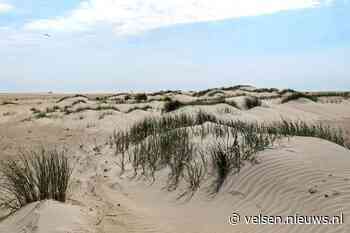 Vandaag in het duin #35: Op zoek naar jonge duintjes